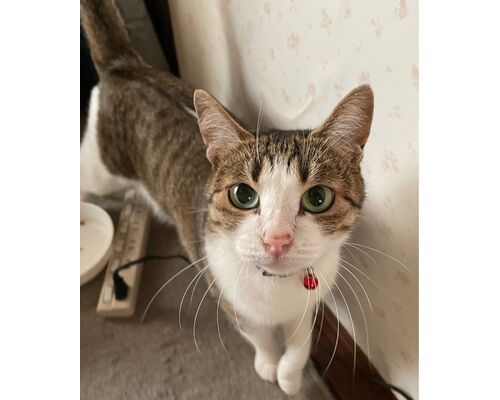 line_oa_chat_230806_132834