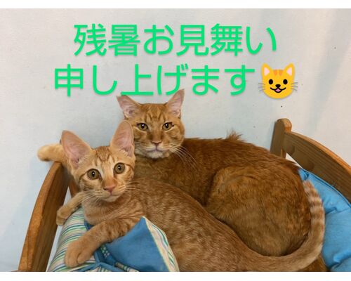 line_oa_chat_230818_204612~2