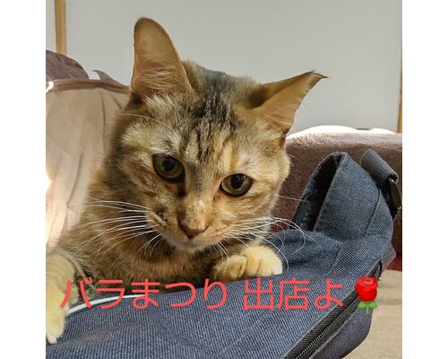 DSC_3452~2