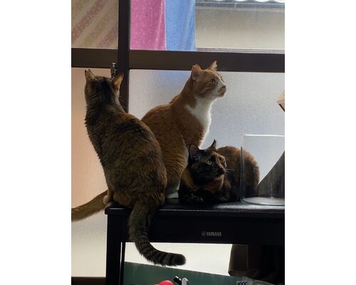 line_oa_chat_231110_161257