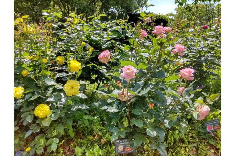HORIZON_0001_BURST20240504103851224_COVER