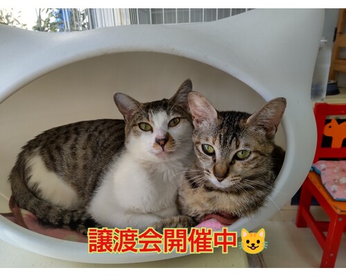 SnapMarkup_20244512_094554