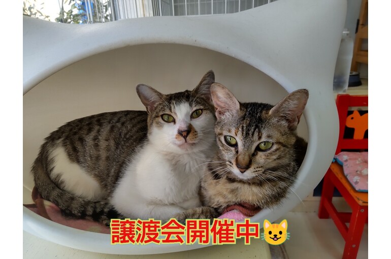SnapMarkup_20244512_094554