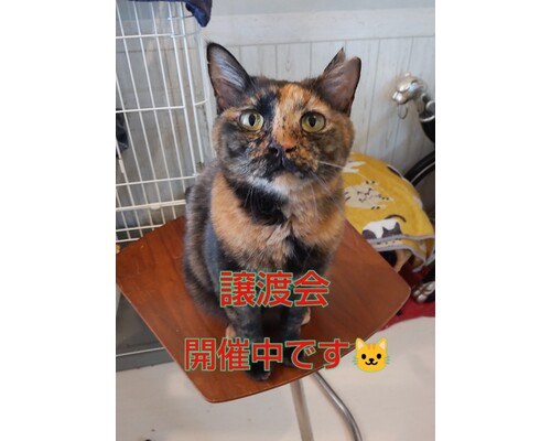 SnapMarkup_20243202_083233