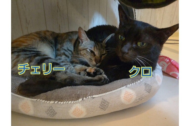 SnapMarkup_20242521_122503