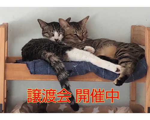 SnapMarkup_20240504_120501