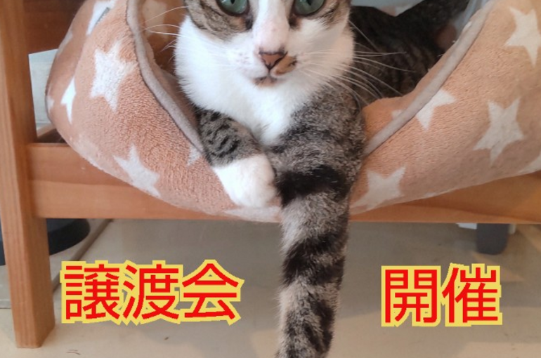 SnapMarkup_20241231_031207