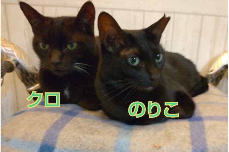 SnapMarkup_20242229_102254