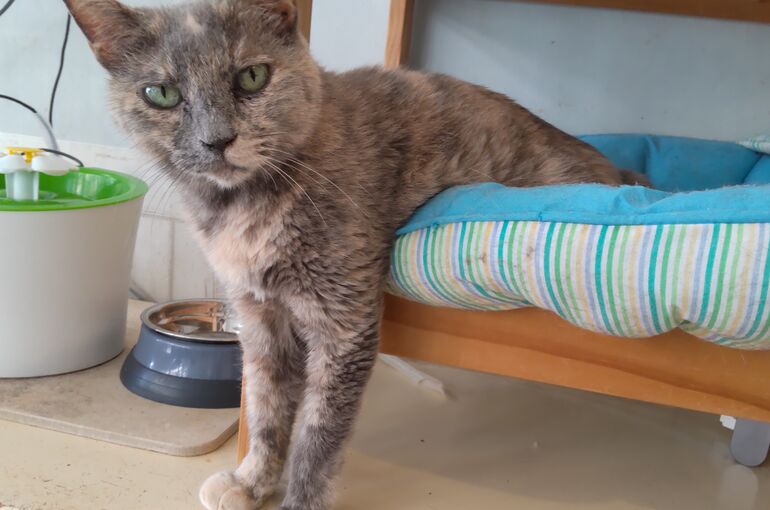 HORIZON_0001_BURST20240927125745144_COVER