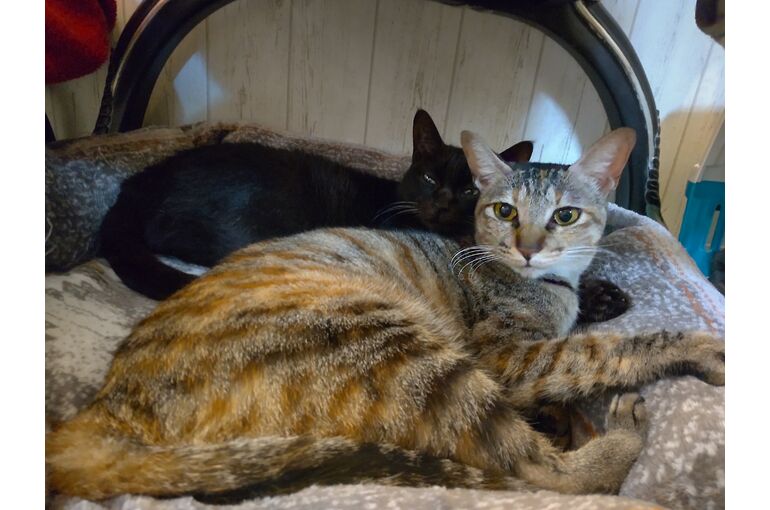 HORIZON_0001_BURST20241008125007087_COVER