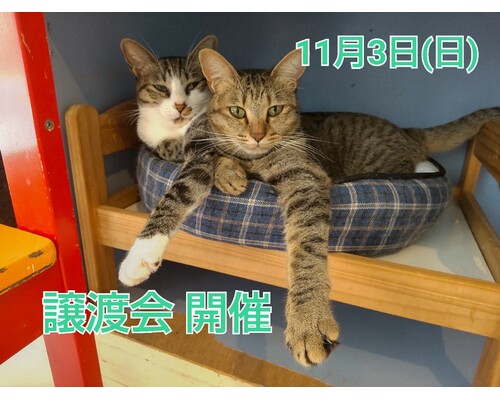 SnapMarkup_20243701_033709