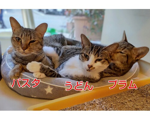 SnapMarkup_20245209_115250
