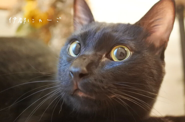 3EC68435-3140-4E6A-9E10-D126EDA3473F