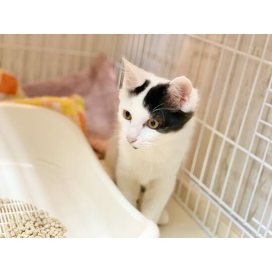 746086BB-9038-43F3-BBB3-DB036473A002