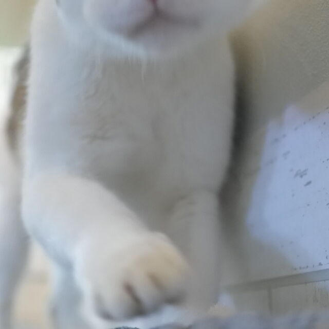 猫カフェ