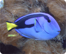 水槽で飼っているペットの場合